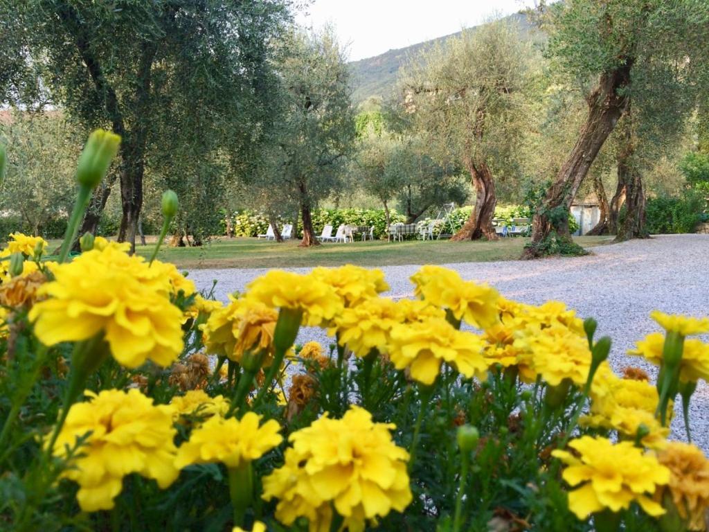 Hotel Zanetti Torri Del Benaco Εξωτερικό φωτογραφία